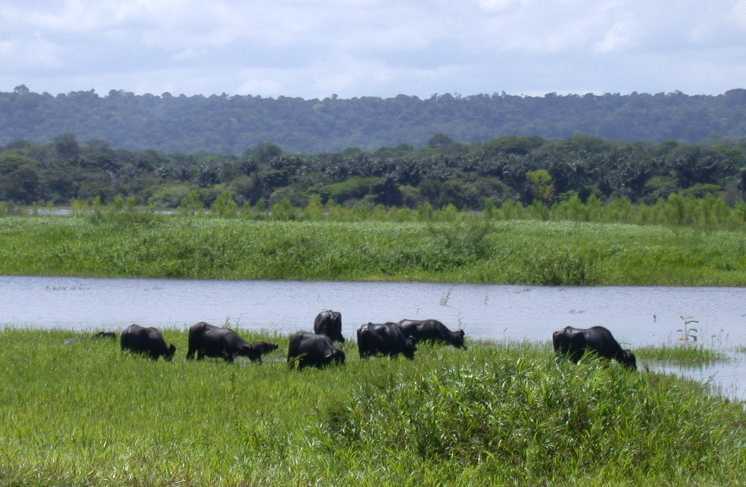 Water buffalo