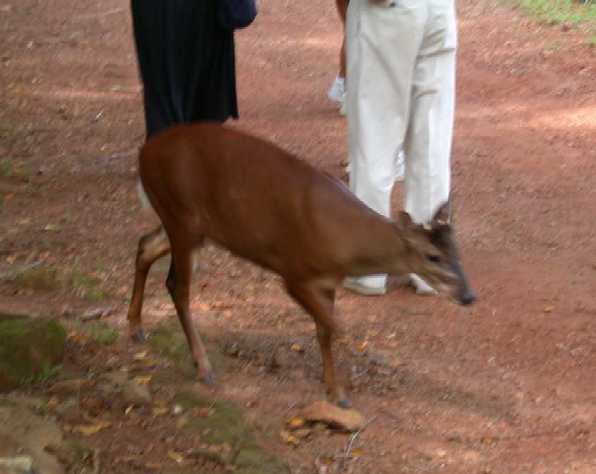 Tame deer